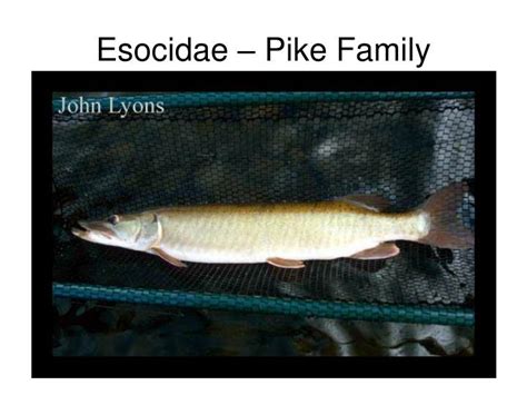 Pike Family Esocidae .